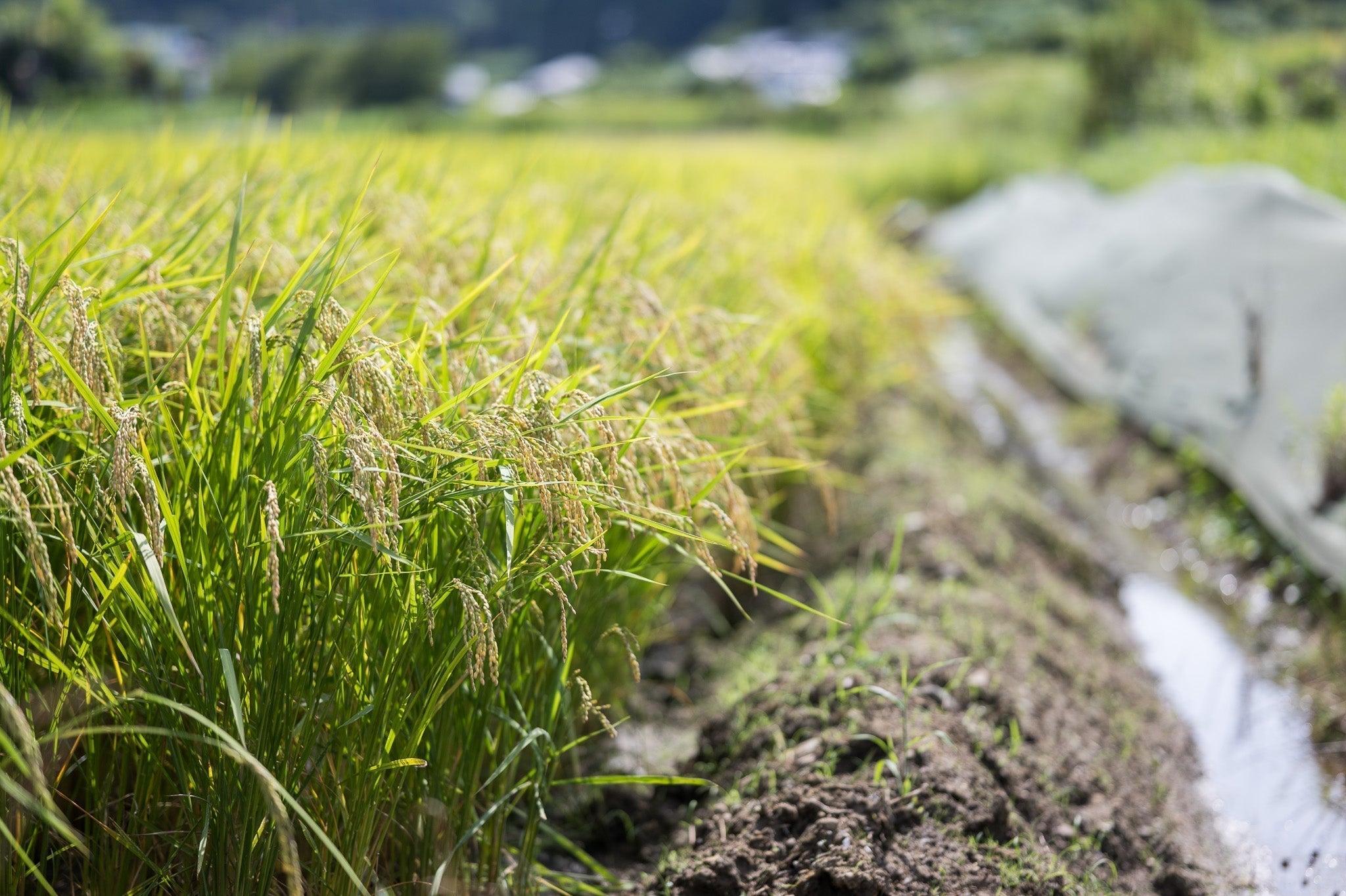 能登米コシヒカリの通販を始めました。