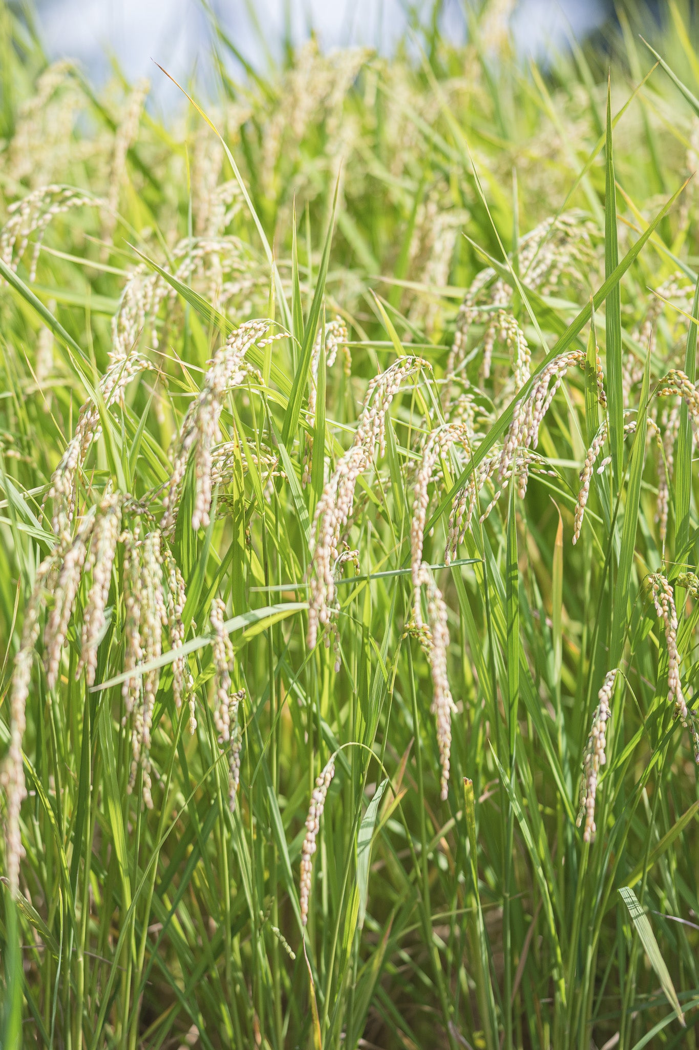 【白米】能登七尾産コシヒカリ